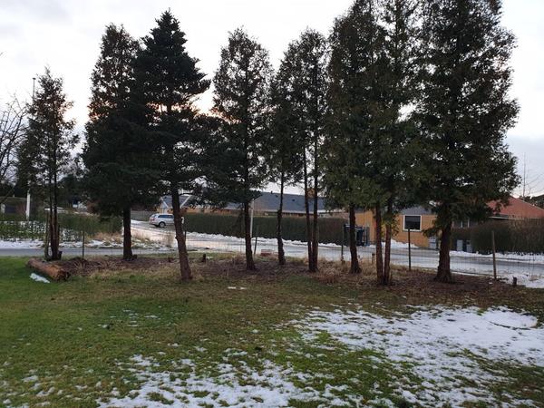 Træfældning og stubfræsning