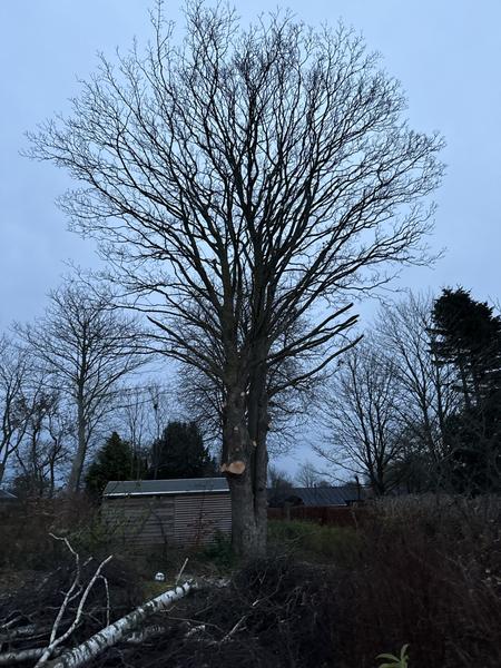 Fældning af træ inklusiv rodfræsning