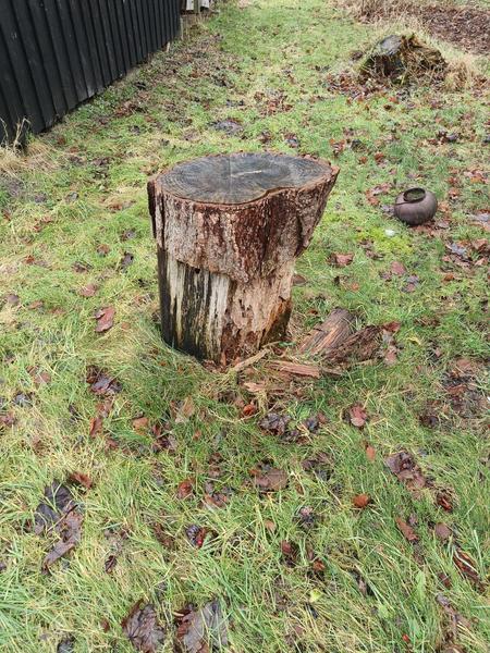 Fældning af træer m.m