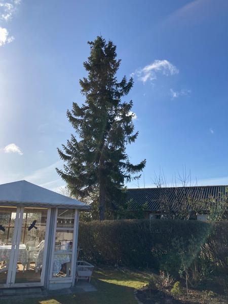 Fældning af grantræ