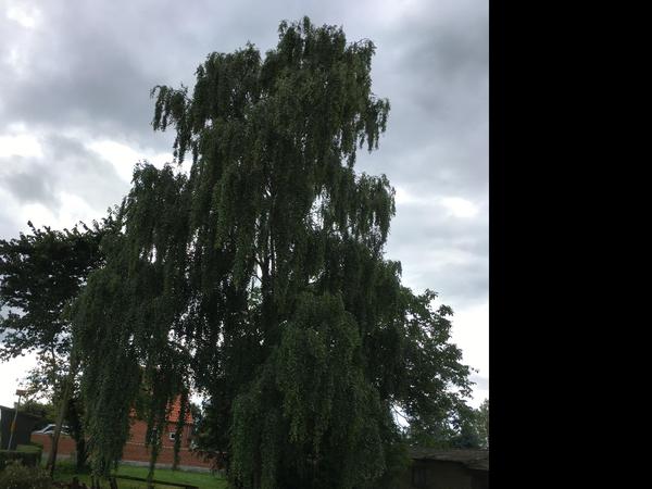 Fældning af birketræ