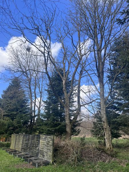 Fældning og topskæring af træer