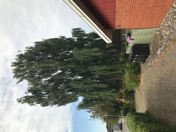 Beskæring af birketræ