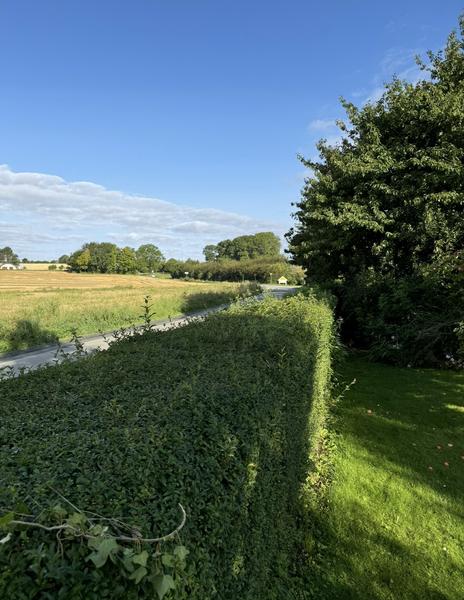 Topkapning og fældning af kirsebærtræer