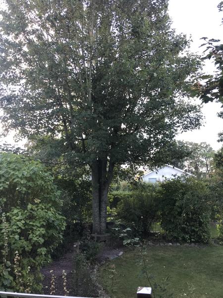 Fældning af ahorntræ