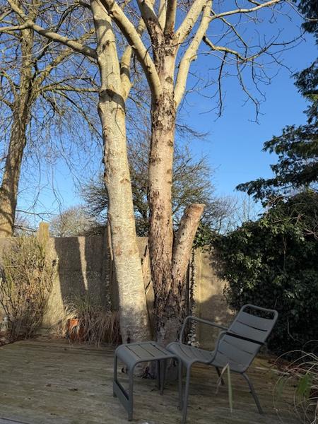 Fældning af kastanjetræ