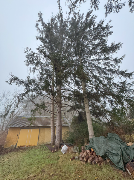 Fældning af tre grantræer på 15-17 meter