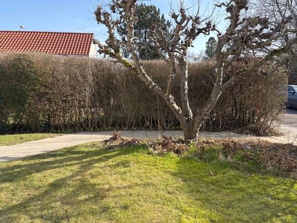 Lægning af fliser i indkørsel & fældning af træ