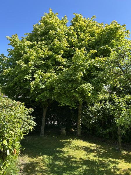 Beskæring af lindetræer