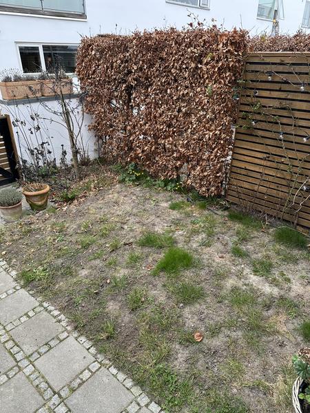 Lægning af rullegræs