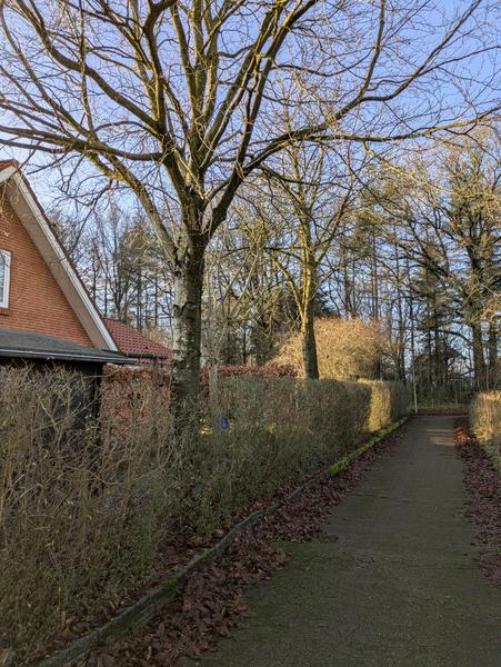 Fældning og oprydning af træer