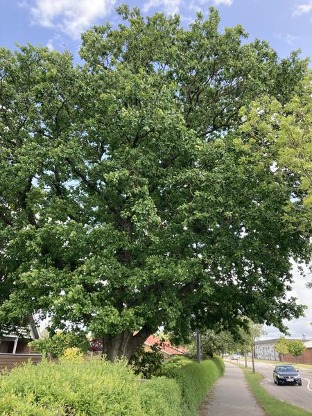 Fældning af egetræ og stubfræsning