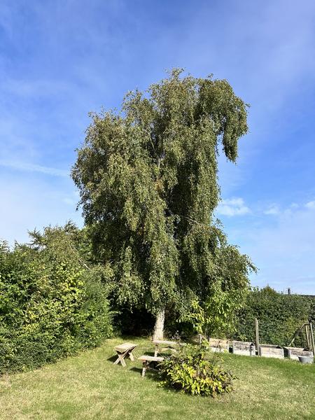 Fældning af birketræ ved sommerhus
