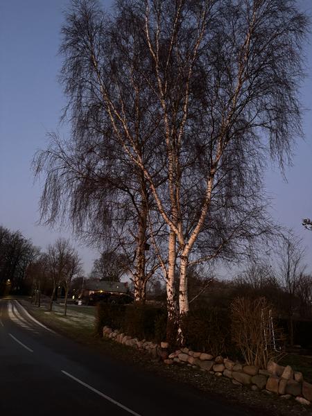 Fældning af 3 træer på cirka 10 meter