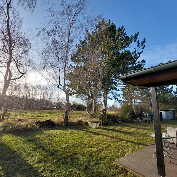 Fældning af fyrretræer