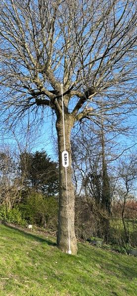 Fældning af egetræer