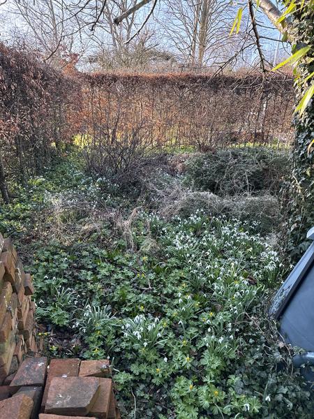 Træbeskæring og klargøring af have