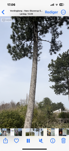 Træfældning