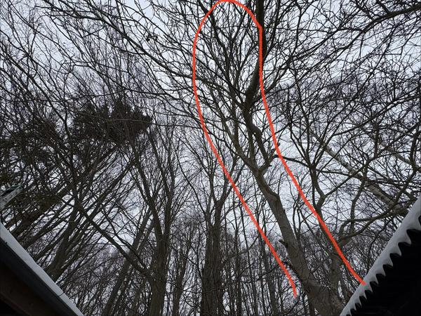 Fældning af kastanjetræ ved skur og hus