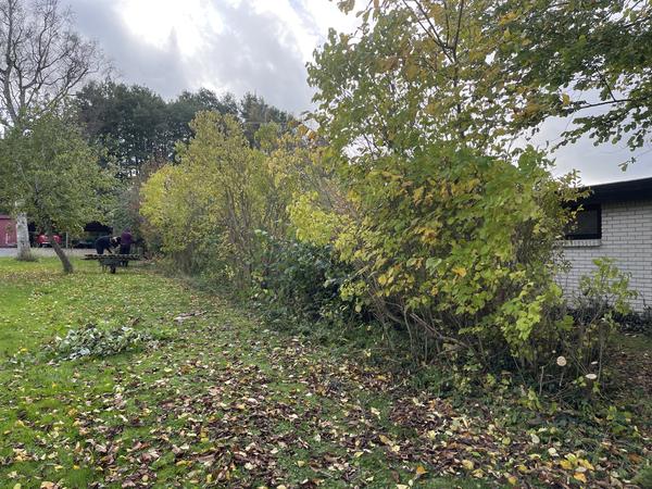 Beskæring af æbletræer og birketræer