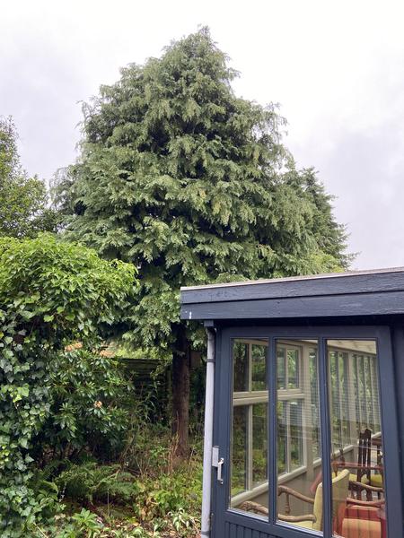 Træfældning og stubfræsning