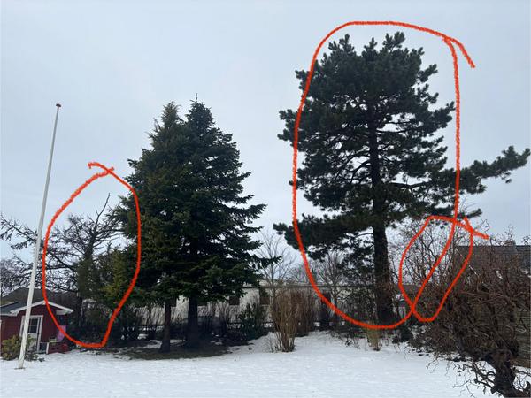 Beskæring af træer