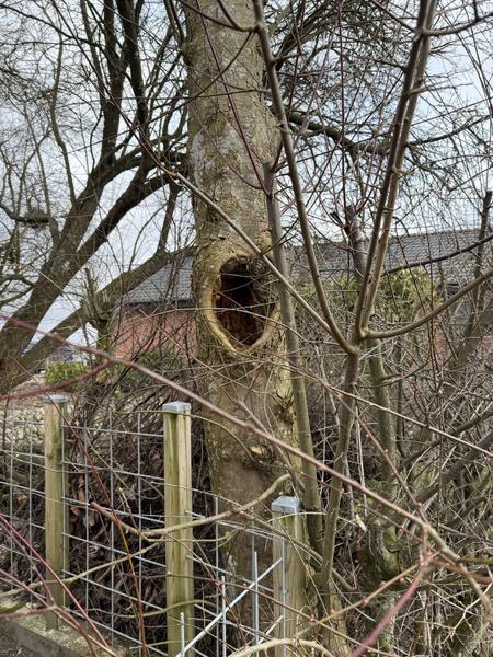 Fældning af træ og rodfræsning