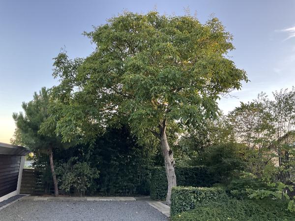 Tynde og topkappe træ