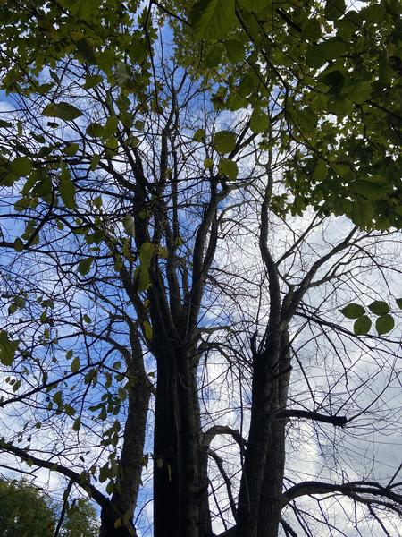 Fældning af dødt træ