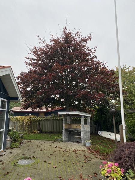 Træfældning og rodfræsning