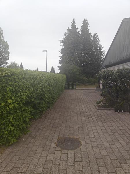 Fældning af 4 thujaer på ca. 12 meter