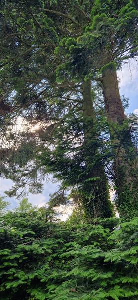 Opstamning af grantræ