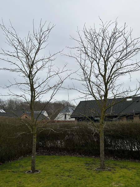 Oprydning og beskæring af have