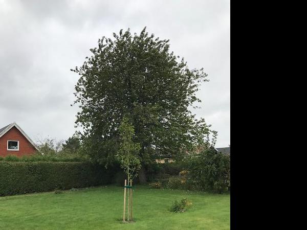 Beskæring af træer