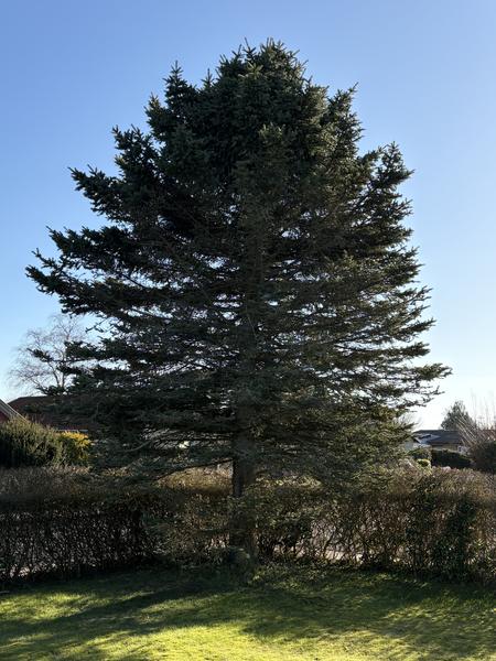 Fældning af grantræ