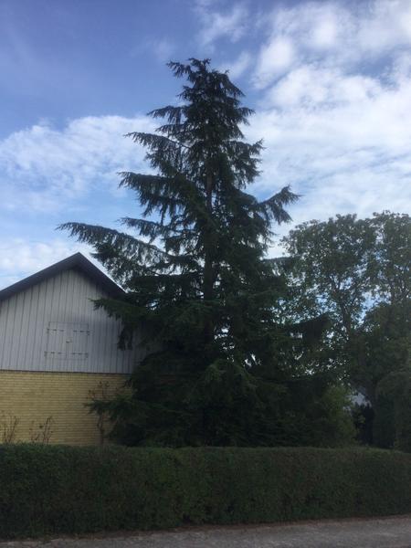 Fældning af træ og stubfræsning