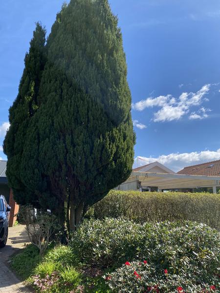 Fældning af thuja træ