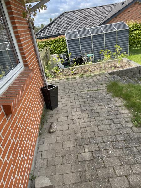 Udendørsstrøm til robotplæneklipper og skur