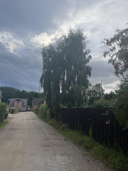 Fældning og bortskaffelse af birketræ