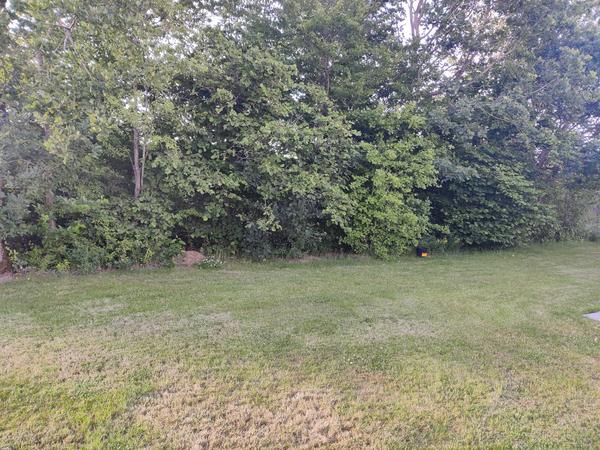 Fældning af træområde