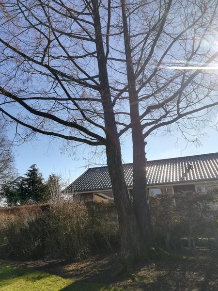 Fældning af et træ