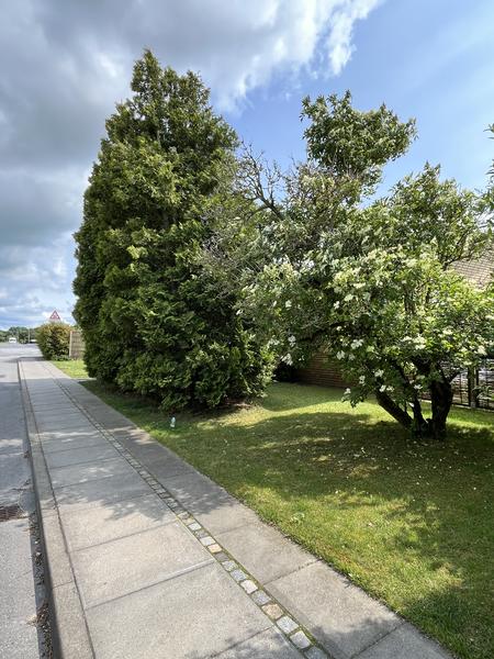 Fældning af store tujaer