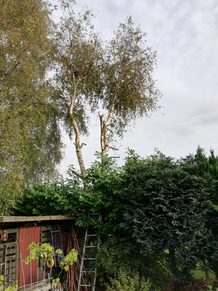 Fældning af birketræ