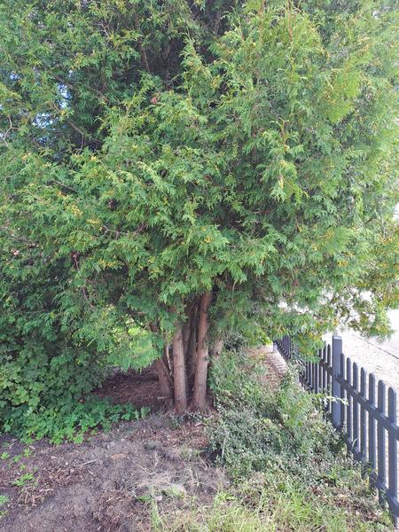 Fældning og beskæring af træer