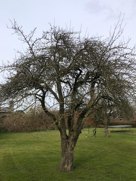 Beskæring af æbletræer