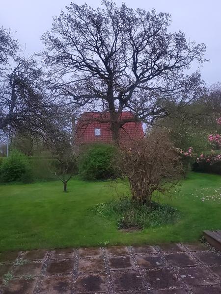 Fældning eller topbeskæring af egetræ