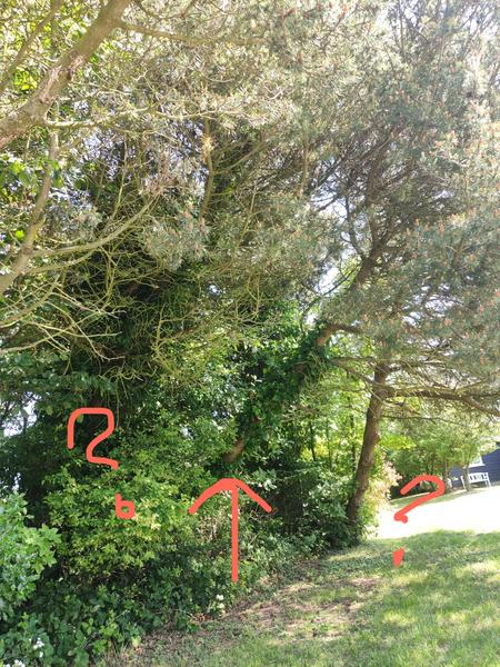 Fældning og kløvning fyrretræer