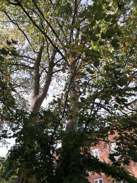 Erhverv - Beskæring af træer