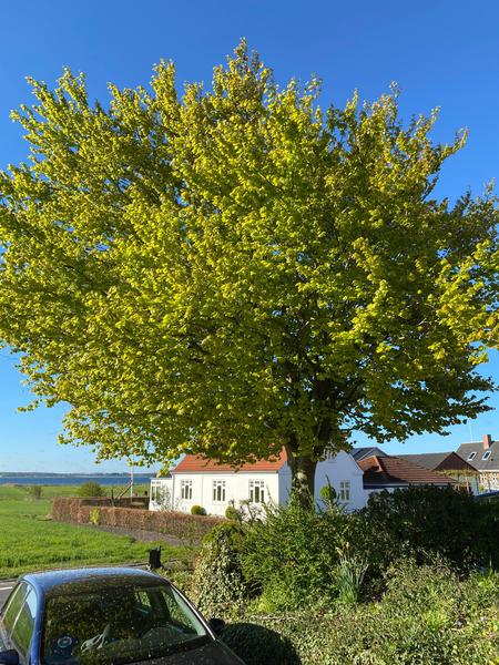 Beskæring af bøgehæk