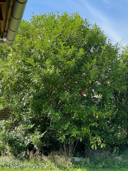 Beskæring af træer